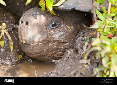 Tortuga Gigante de las Islas Galápagos Geochelone elephantopus La