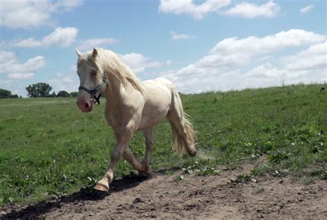 About The Endangered American Cream Draft Horse — DiscoverTheHorse