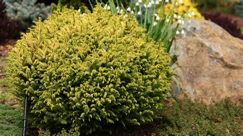 Cryptomeria Japonica Golden Promise Japanese Cedar