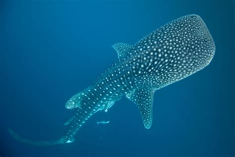 Whale Shark Met Afbeeldingen