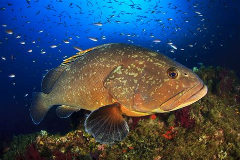 Amazing Grouper Action On The Gulf Coast Fishing Charter Guide Zine