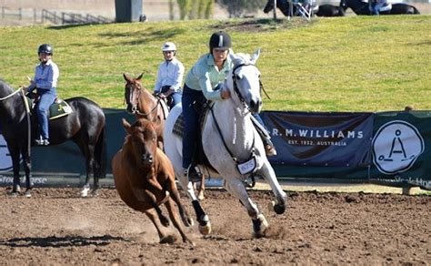 The Australian Stock Horse Society | equinenews.com.au