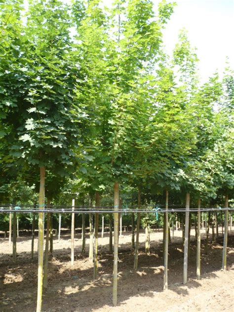 Acer Platanoides Vivai Italia Piante Ornamentali