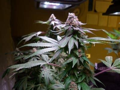 Granddaddy Purple Strain Royal Queen Seeds Thc