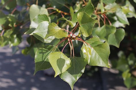 Populus nigra Álamo negro