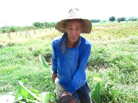 Agriculture A Dying Sector In The Philippines