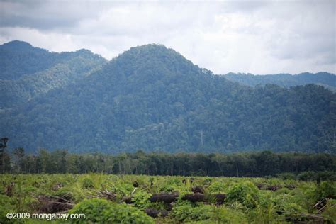 Kerusakan Hutan Aceh Archives Mongabay Co Id