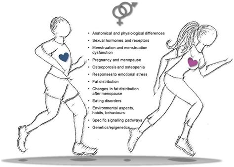 Snapshot Of Key Differences In Sex Gender Features To Be Considered In