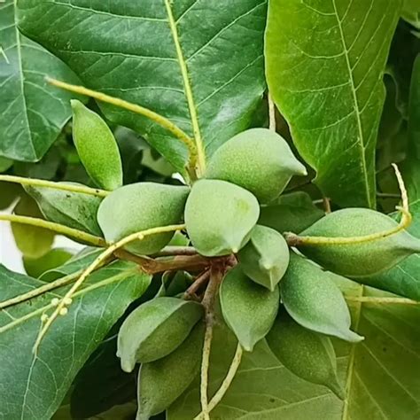 Almond Plant