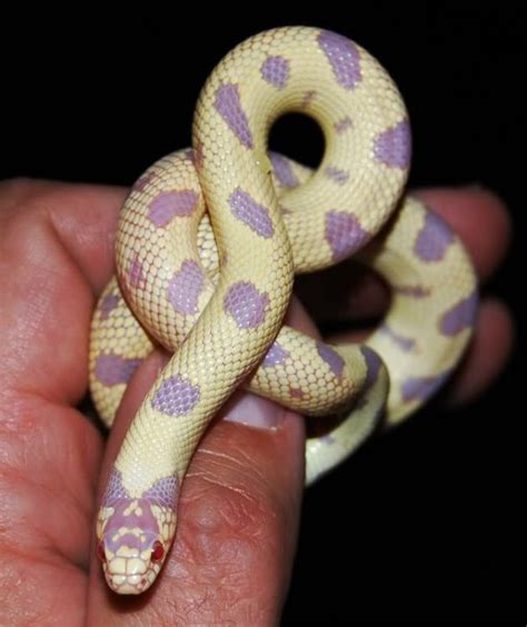 Albino Lavender Corn Snake