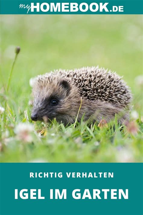 Igel im Garten gefunden Wie man sich richtig verhält Igel im garten