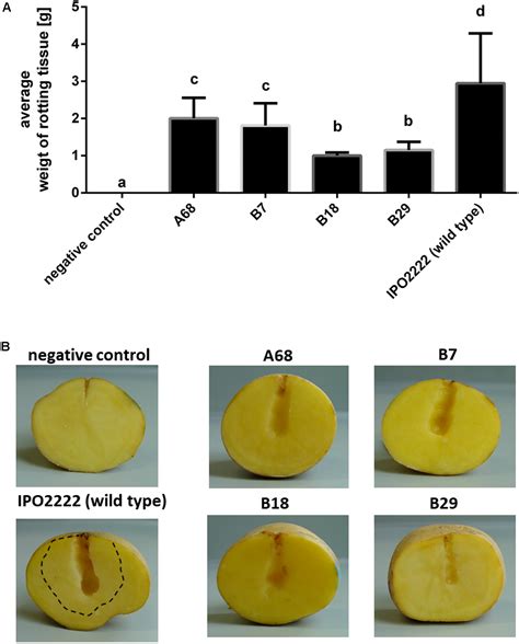 Frontiers Oxygen Availability Influences Expression Of Dickeya Solani Genes Associated With