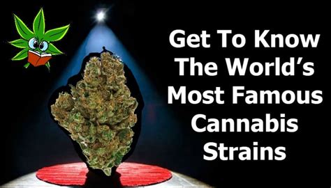 Get To Know The Worlds Most Famous Cannabis Strains