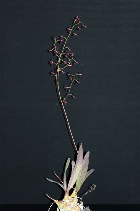 Encyclia Atropurpurea Von Peter Z Rcher Small Orchideenverein Bern