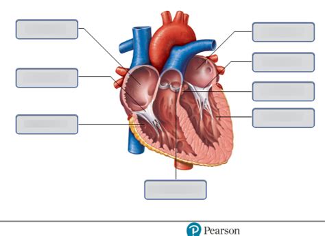 A P 2 Lab Heart Model 11 Diagram Quizlet