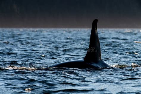 Grande Orca Baleeira Dorsal Nadadeira Do Norte Da Ilha De Vancouver Bc