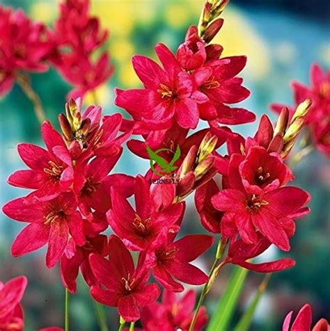 Buy FERNSFLY IMP Ixia Flower Wand Flower Corn Lily African Corn