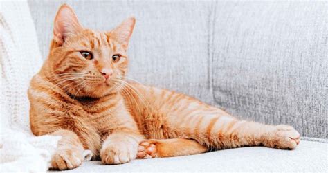 20 Kitty Facts About The Orange Tabby Cat We Love Cats And Kittens