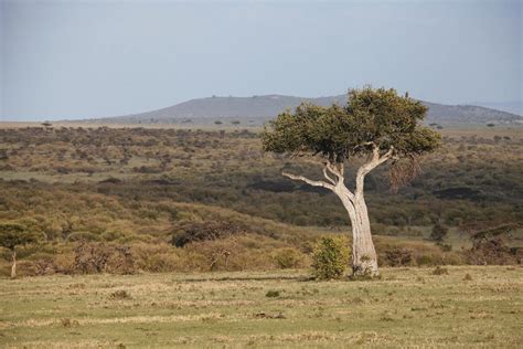 Centre For Ecosystem Restoration Kenya Solving A Seed Shortage And Employing Women