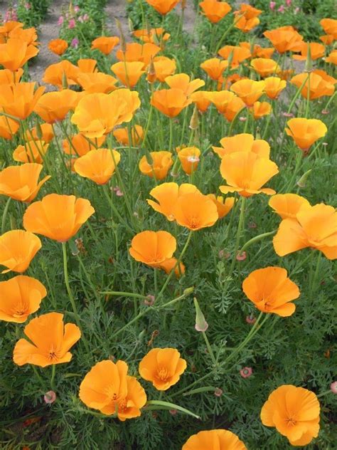 Eschscholzia californica, 'Orange King' Seeds £1.95 from Chiltern Seeds - Chiltern Seeds Secure ...