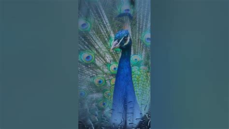 Peacock Dance In Rain With Song Short Video S B Natural Creativity