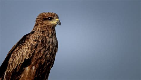 Black Kite Bird - Free photo on Pixabay - Pixabay