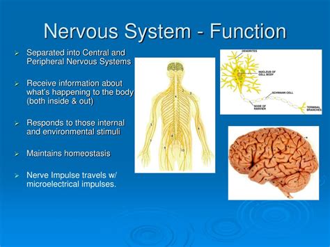 PPT - The Nervous System PowerPoint Presentation, free download - ID ...