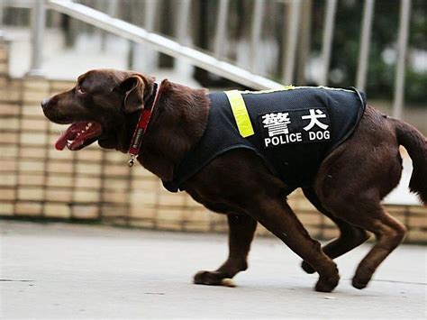 為何中華田園犬當不了警犬？知道原因後我笑了，這個理由太服氣 壹讀