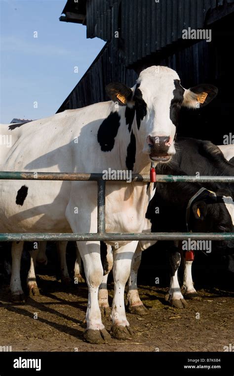 Milk cows on a farm Stock Photo - Alamy