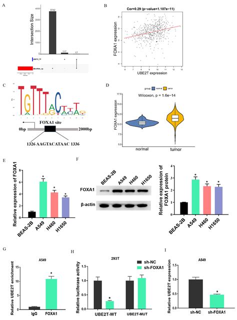 FOXA1 UBE2T Inhibits CD8 T Cell Activity By Inducing Mediates