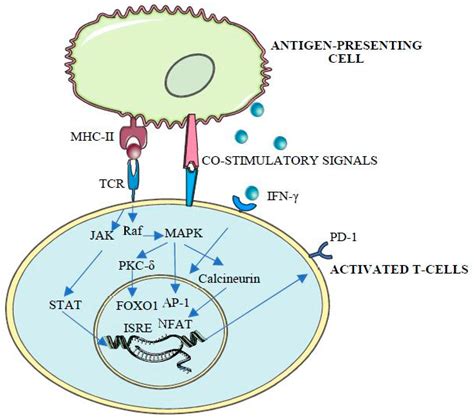 Ijms Free Full Text Targeting Protein Kinases To Enhance The