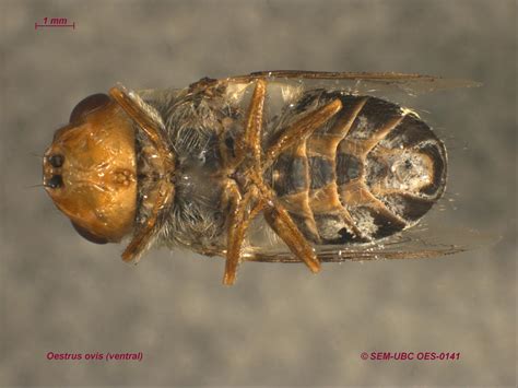 Oestridae