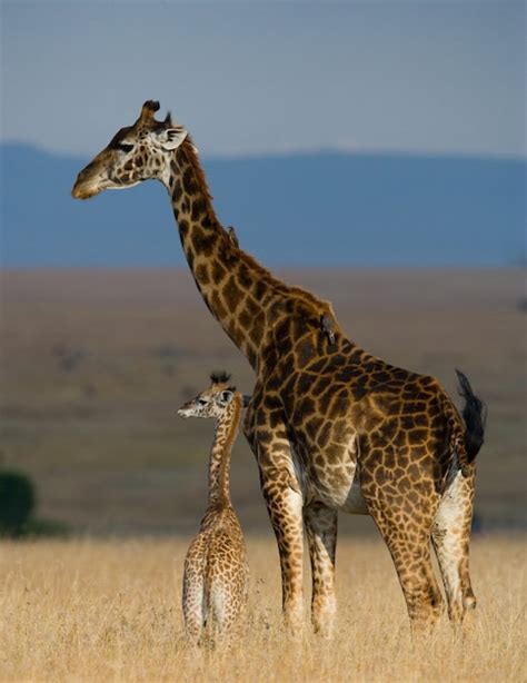 Premium Photo | Female giraffe with a baby in the savannah.