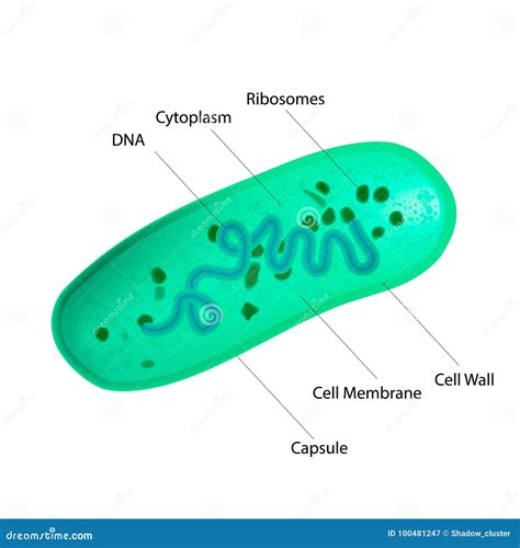 Lactobacillus Structure