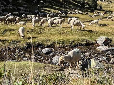 Rebanho De Ovelhas Pastando No Prado Andorra Foto Premium