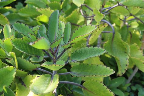 Leaves On Branch Of Bryophyllum Stock Image Image Of Stem