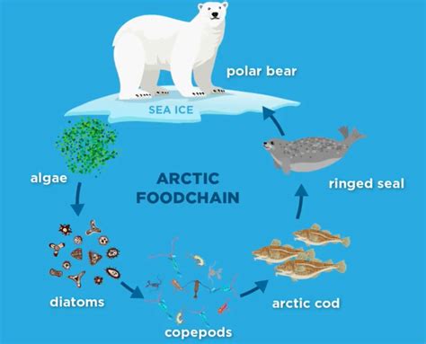 Polar Bear Food Chain Diagram