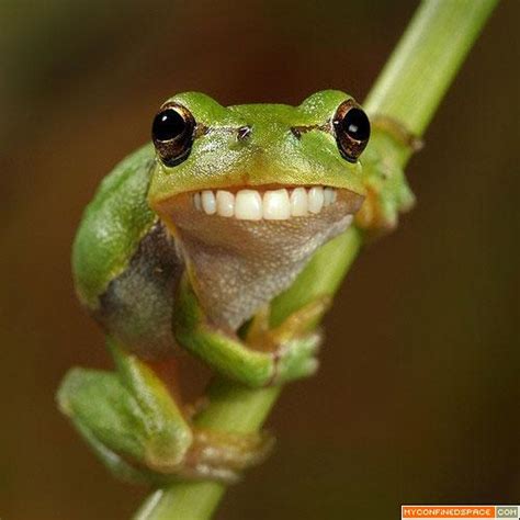 Funny Animals: Funny Frog Photos
