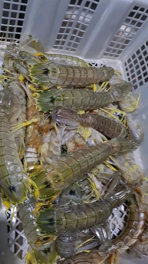 Squilla Mantis Kalau Di Indonesia Namanyaudang Ronggeng Udang Cakrek