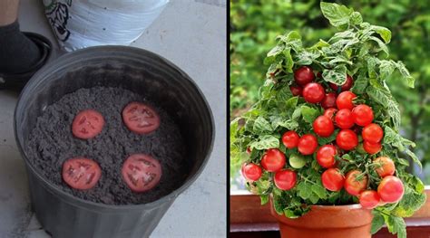 Comment faire pousser des tomates à partir d une tomate