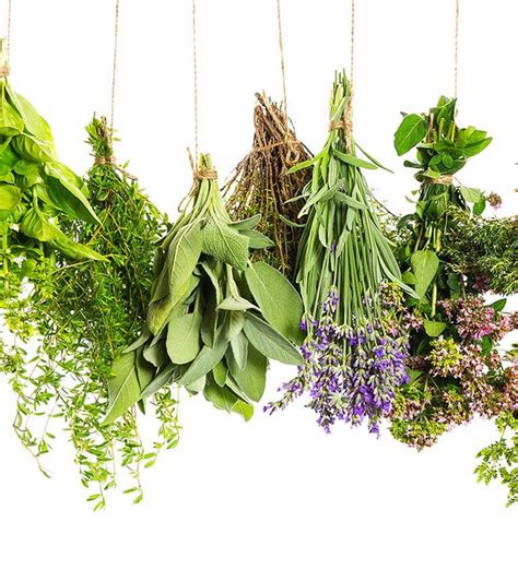 scuola  medicina cinese  bologna  canton ticino dietetica cinese