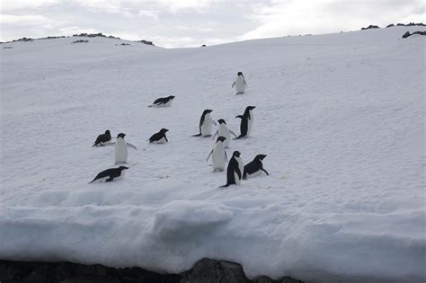 Views from Palmer Station, Antarctica Photo Gallery - The Columbian