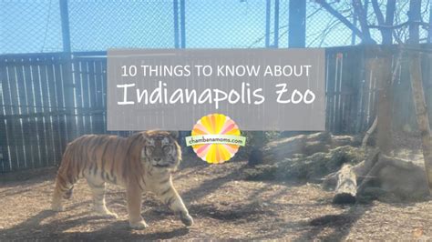 10 Things to Know About Indianapolis Zoo | ChambanaMoms.com