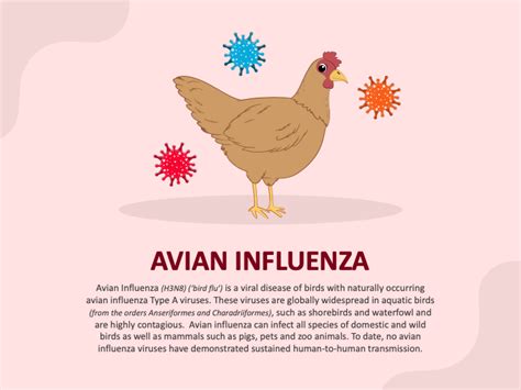 Avian Influenza Powerpoint And Google Slides Template Ppt Slides