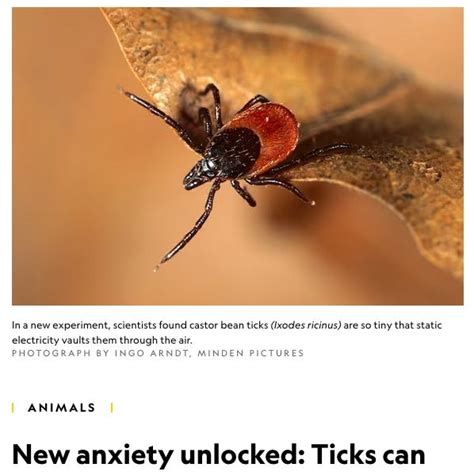Flying Ticks Two Words Nobody Wants To Hear