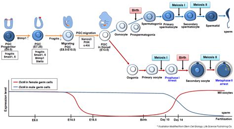 Germ Cell Meiosis