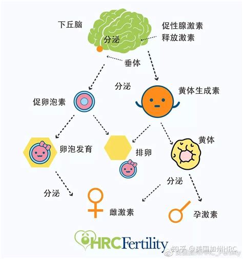 Hrc课堂 试管周期前要做哪些检查？“性激素六项”带你了解一下 知乎