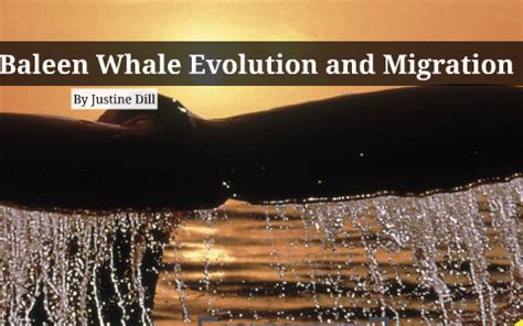 Baleen Whale Evolution and Migration by on Prezi