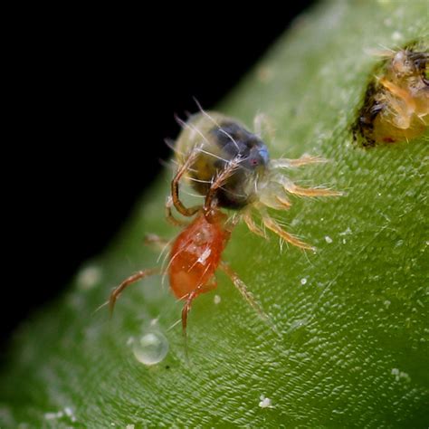 Benemite Phytoseiulus Persimilis Biotactics Inc