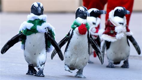 Christmas Penguins On Parade